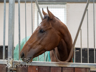 HC240925-100 - Rousham